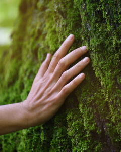 hand touching a tree, relating to the five senses.